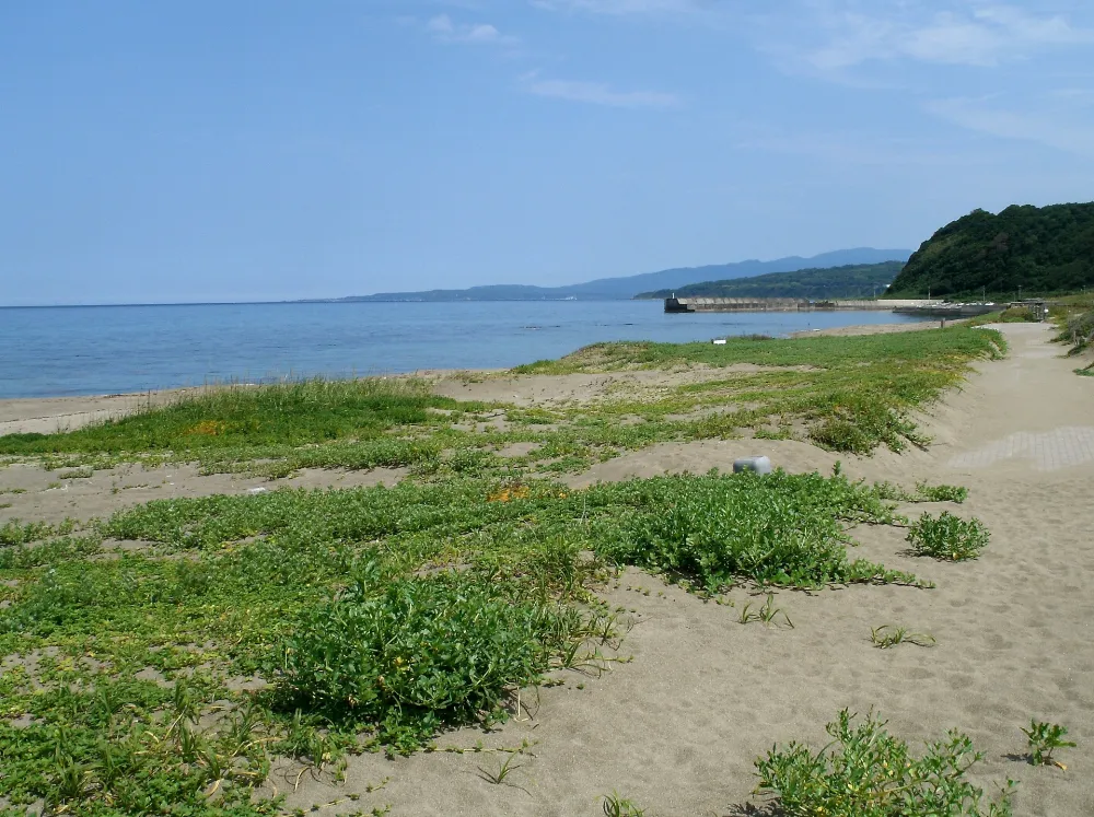 素浜キャンプ場の写真