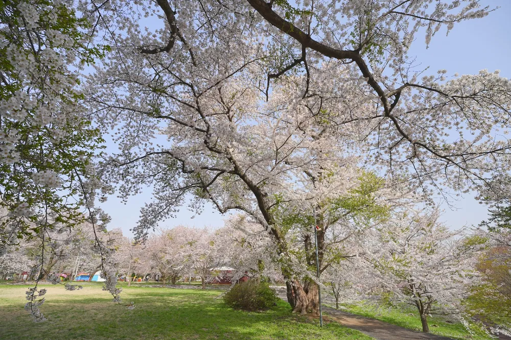 芦野公園オートキャンプ場の写真